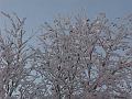 Trees in January
